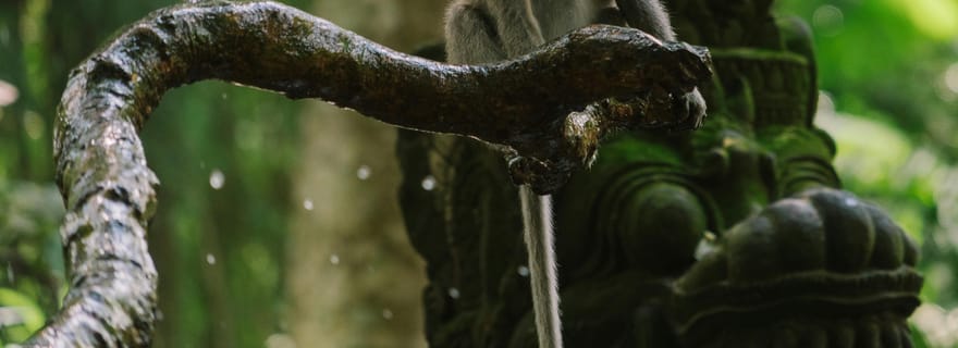 Ubud, forêt des singes, cascade de Riceterace, purification