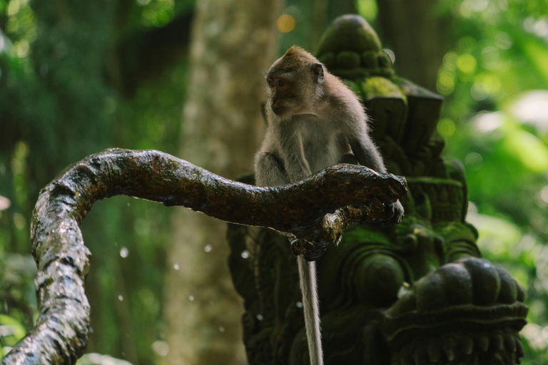 Ubud, Monkey forest, Riceterace Waterfall, Purification Ubud Tour Include Enterance Tickets