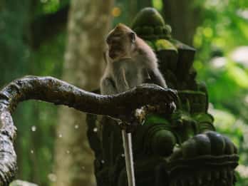 Ubud, Bosque de los Monos, Cascada Riceterace, Purificación