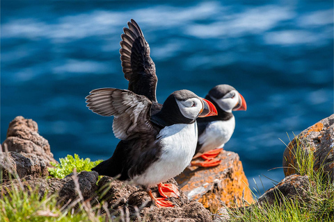 From Reykjavik: Puffin and Volcano Tour in Westman Islands