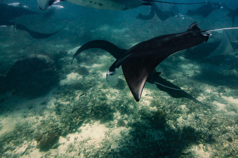 Eintägige Komodo-Tour mit dem Schnellboot