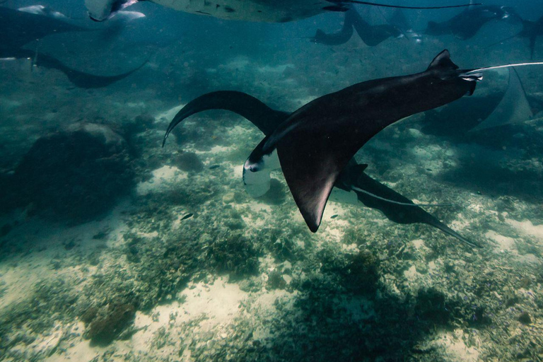 Eintägige Komodo-Tour mit dem Schnellboot