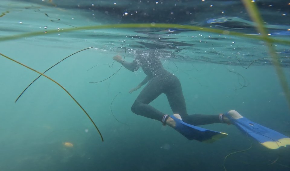La Jolla: Tour guidato di snorkeling con gli squali leopardo
