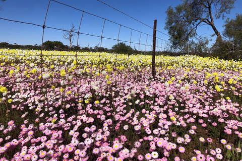 من بيرث: جولة استكشافية ليوم كامل للزهور البرية مع وجبة غداء