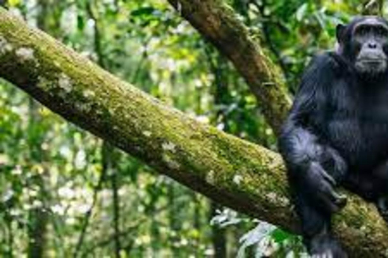 A 4-day Rwanda chimps trek