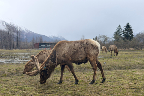 Seward to Anchorage Scenic Tour with Airport drop-off