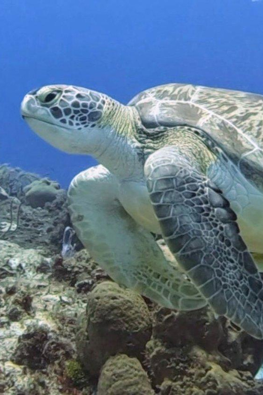 Cozumel Scuba Diving: 2 Tanks in the National Park for certified divers ...