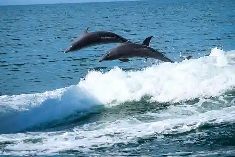 Clearwater: Dolphin Cruise with an Island Adventure