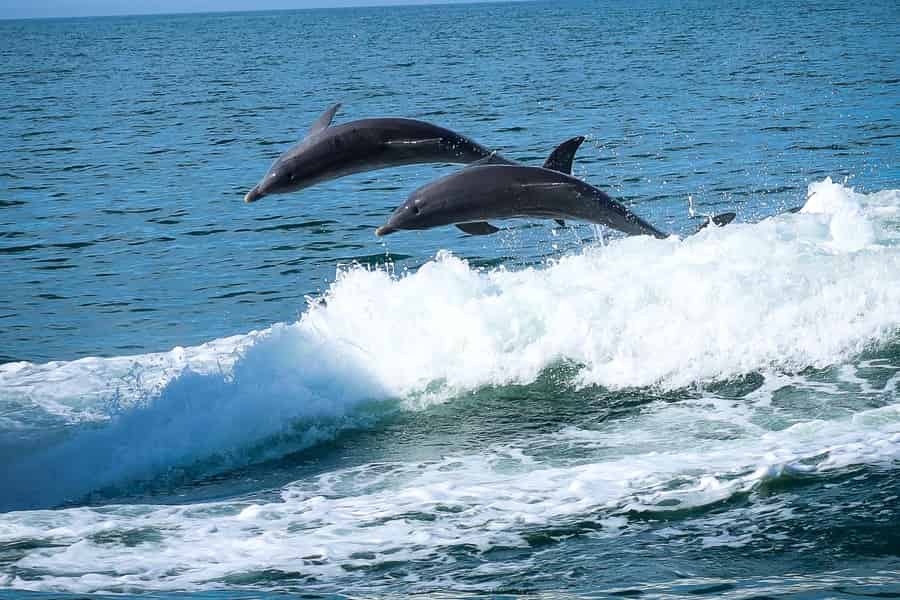 Clearwater: Delfin-Kreuzfahrt mit Inselabenteuer. Foto: GetYourGuide