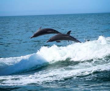 Clearwater: Dolphin Cruise with an Island Adventure