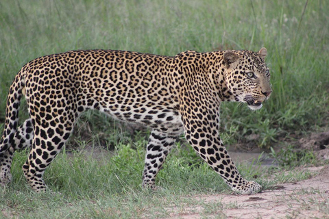 4 dagars safari i Masaai Mara och Nakurusjöns nationalpark