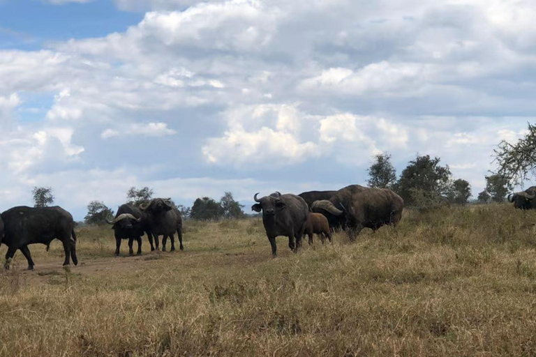 Lake Nakuru & Naivasha National Park Wildlife Highlights