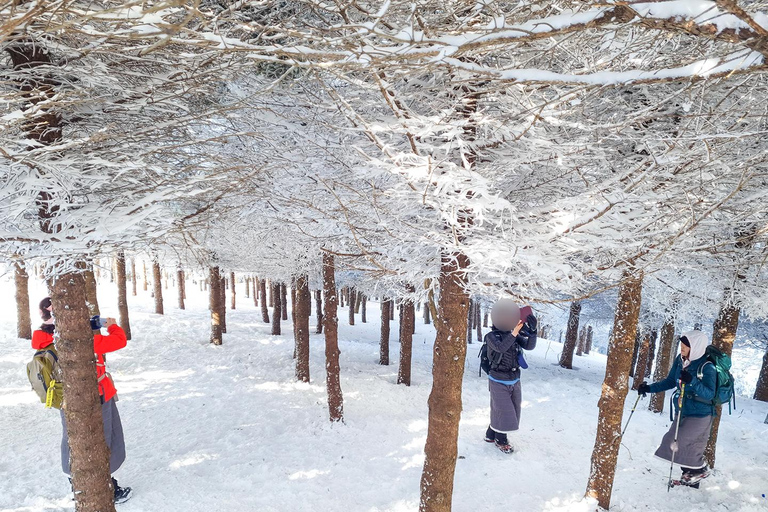 Depuis Séoul : Randonnée au lever du soleil de Taebaeksan sur les fleurs de neige et K-food