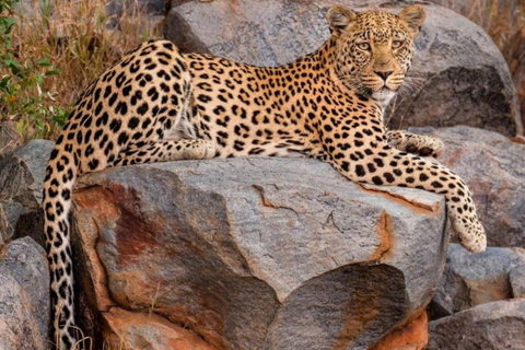 Jaipur: Amagarh Leopard Reserve Safari Private Tour