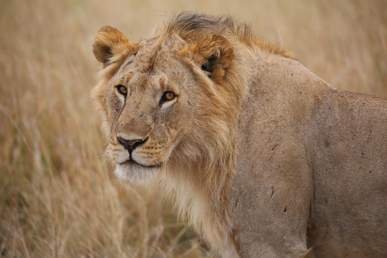 Tsavo East National Park: 3-Day Safari with Accommodation