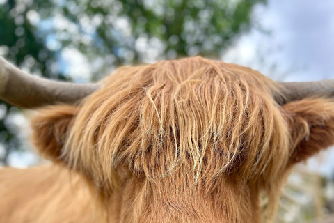 Edinburgh: Highland Cow, Blackness Castle and Tea