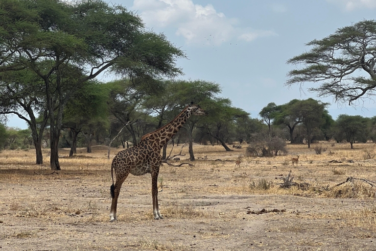 2 weken Tanzania reis: 8 dagen Lemosho, Safari en Cultuur.8 dagen klassieke Lemosho-route, safari en culturele ervaring