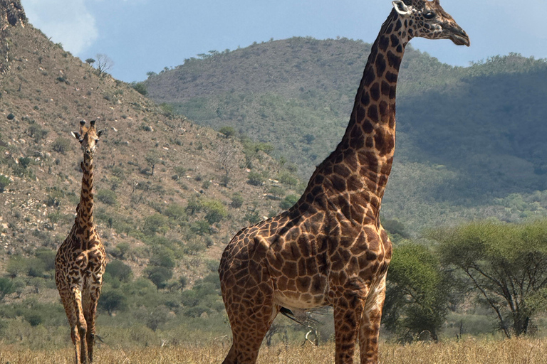 Moshi/Arusha: Tarangire National Park Day Trip with Lunch Arusha: Tarangire National Park Day Trip with Game Drives