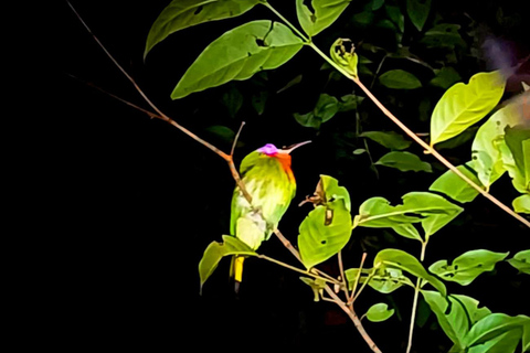 Khao Sok : Trekking privé d&#039;une journée, dîner dans la jungle et safari de nuit