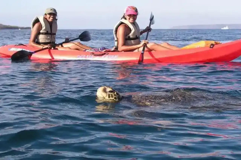 Airlie Beach : location de kayak d&#039;une durée d&#039;une heure et demie au départ de Shingley Beach