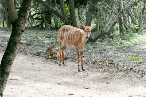 Johannesburg: Local Heritage Lesedi and Wildlife Tour