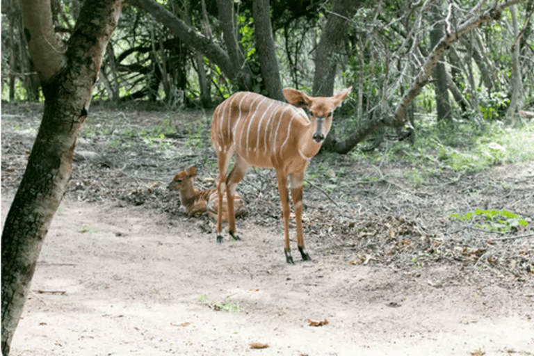 Johannesburg: Local Heritage Lesedi and Wildlife Tour