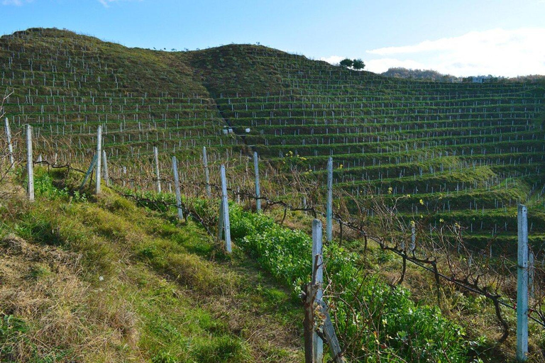 Weinverkostung, optionale Weinbergstour und KajakfahrtenWeinverkostung mit Abholung und Rücktransfer