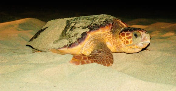 Guided Turtle Watching Experience In Sal