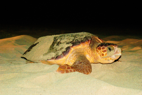 Guided Turtle Watching Experience In Sal