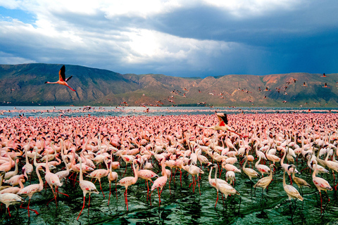 LAKE BOGORIA EN LAKE NAKURU NATIONAAL PARK: 2 DAGEN SAFARI