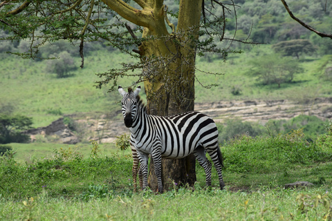 Merveilles de la nature sauvage : Safari de 4 jours au Masai Mara et au lac Nakuru