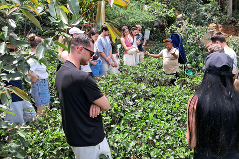 Ella: Organic Tea Plantation Tour with Tea Making & Tasting