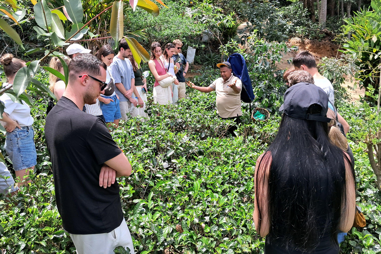 Ella: Organic Tea Plantation Tour with Tea Making & Tasting