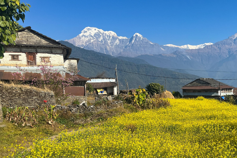 Campamento australiano y Dhampus: tour privado de senderismo de 2 díasCampamento Australiano y Dhampus: tour privado de senderismo de 2 días