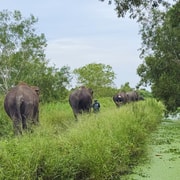 Bangkok: Elephant Sanctuary Guided Tour with Hotel Transfers Bangkok: Elephant Sanctuary Guided Tour with Hotel Transfers