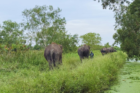 Bangkok: rondleiding olifantenreservaat met hoteltransfersTrefpunt: Olifantenreservaat Bangkok