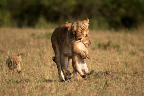 From Nairobi: 3-Day Samburu National Reserve Safari