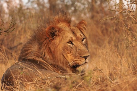 Cape Town: Big 5 Game Drive Sunset Safari