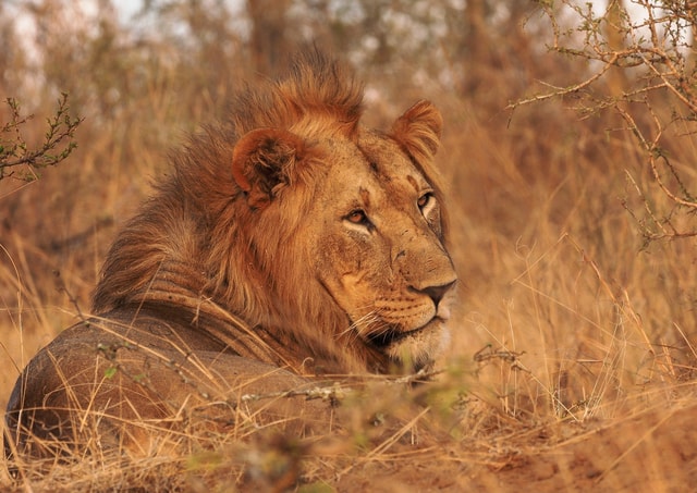 Cape Town: Big 5 Game Drive Sunset Safari