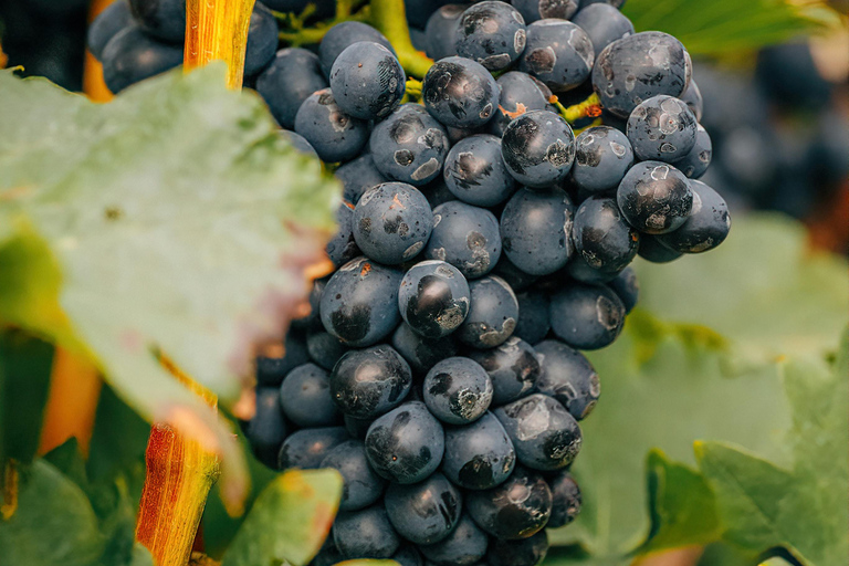 From Durres: Farmland, Vineyard &amp; Wine Tasting Tour