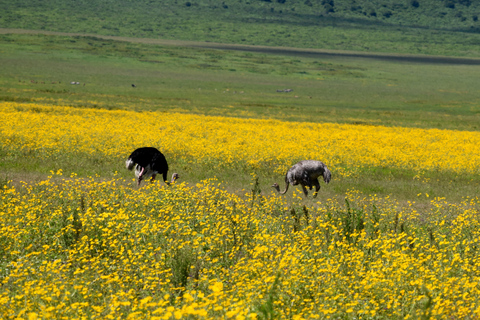 Arusha: Ngorongoro Crater Full-Day Safari Ngorongoro Crater: Full Day Safari