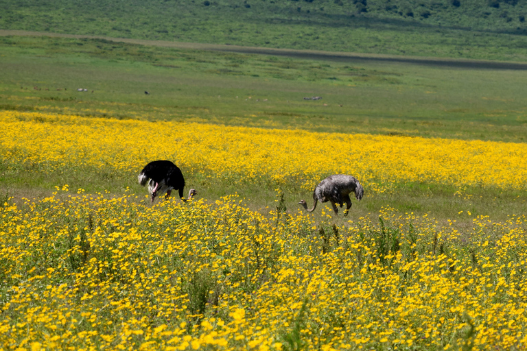 Arusha: Ngorongoro Crater Full-Day Safari Ngorongoro Crater: Full Day Safari