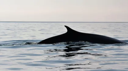Von Cala Gonone aus: Whale Watching im Golf von Orosei