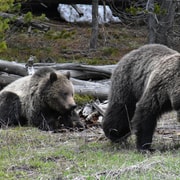 Yellowstone Wildlife Touren: Von West Yellowstone Montana