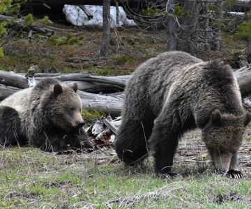 Yellowstone Wildlife Tours: From West Yellowstone Montana