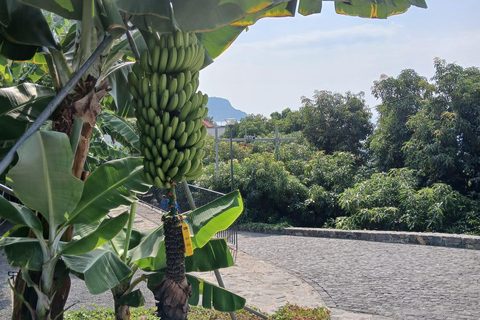 Ponta Do Sol : Guidad rundtur på Madeira Banana Museum