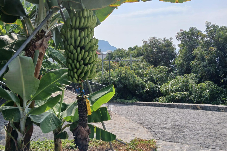 Ponta Do Sol : Madeira Banana Museum guided tour