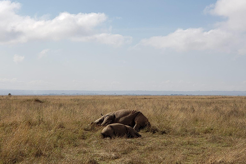 Tour di un giorno al Centro delle Giraffe, al Baby Elephant e al Parco di Nairobi