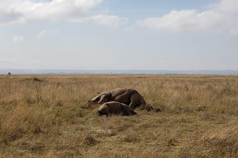 Tagestour zum Giraffenzentrum, Elefantenbaby und Nairobi Park