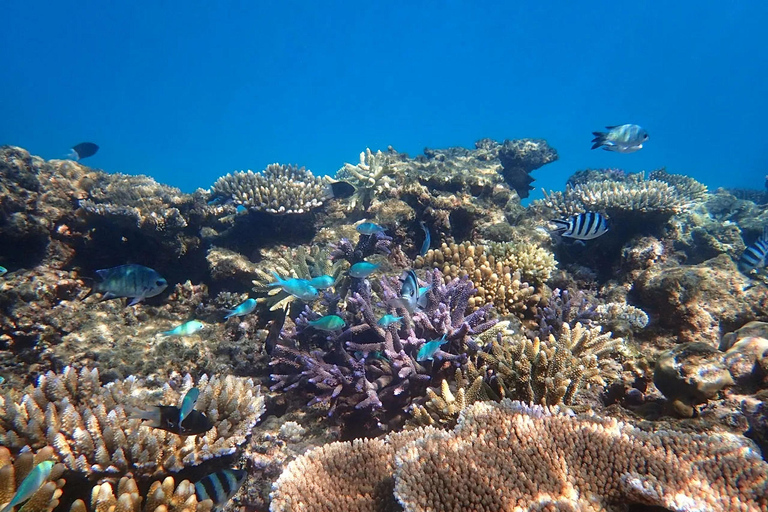 Reef & Island | Outer Reef & Dunk Island | Cairns Day Return Beaver Reef & Dunk Island Xpedition | Cairns Day Return